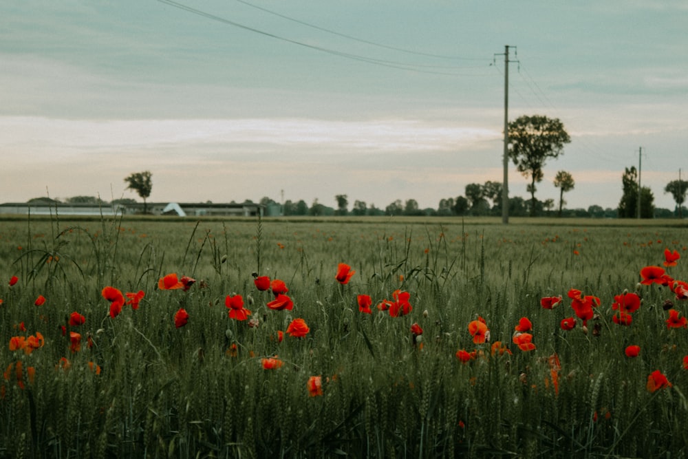 a field full of red flowers with power lines in the background