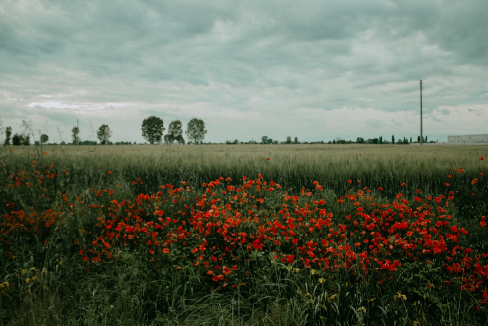 曇り空の下で赤い花が咲き乱れる野原