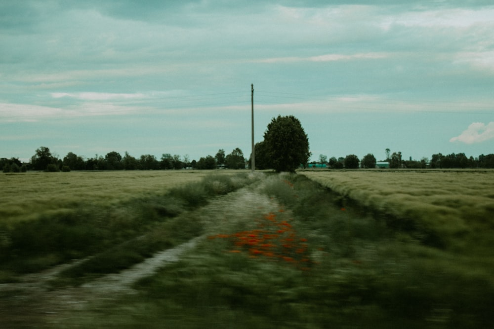 a field with a lone tree in the middle of it