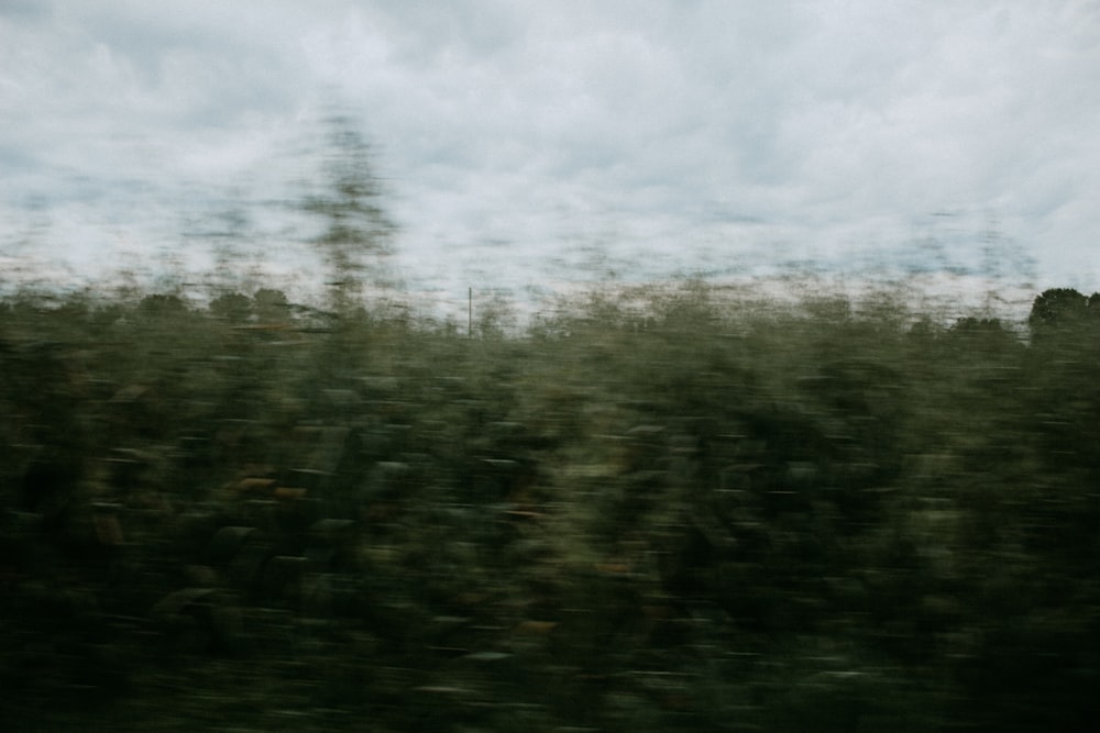 a blurry photo of a forest with trees