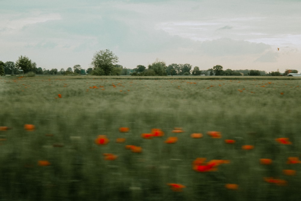 a field of flowers with trees in the background