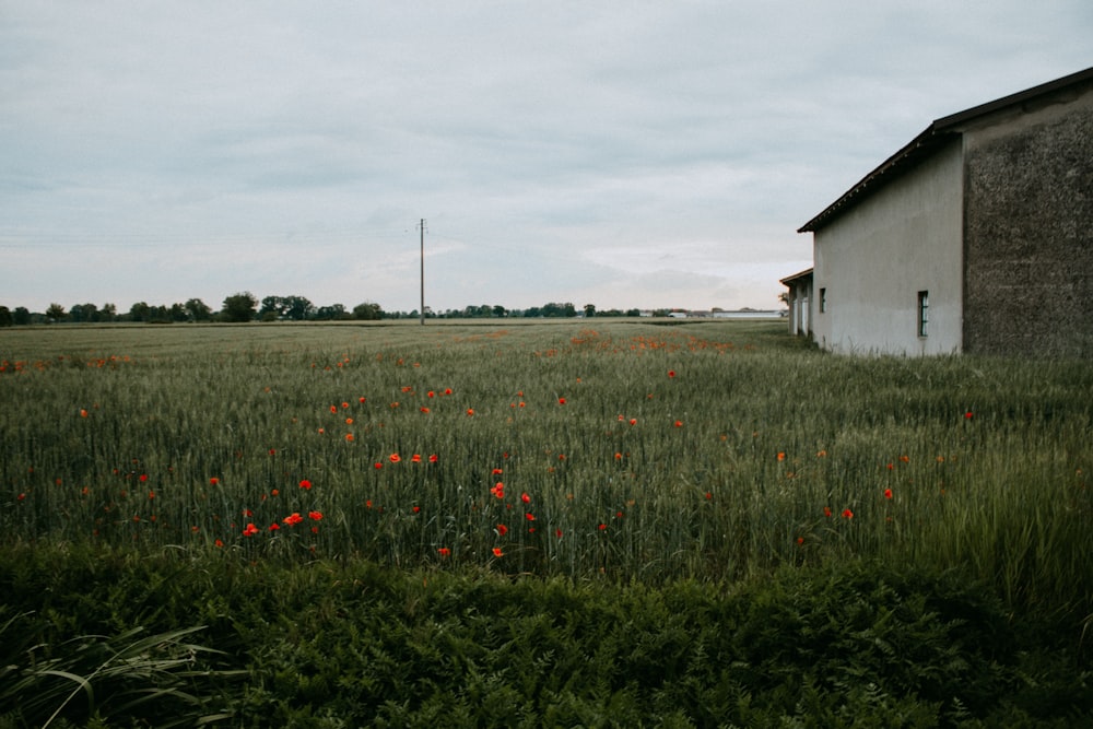 a field of grass with a building in the background