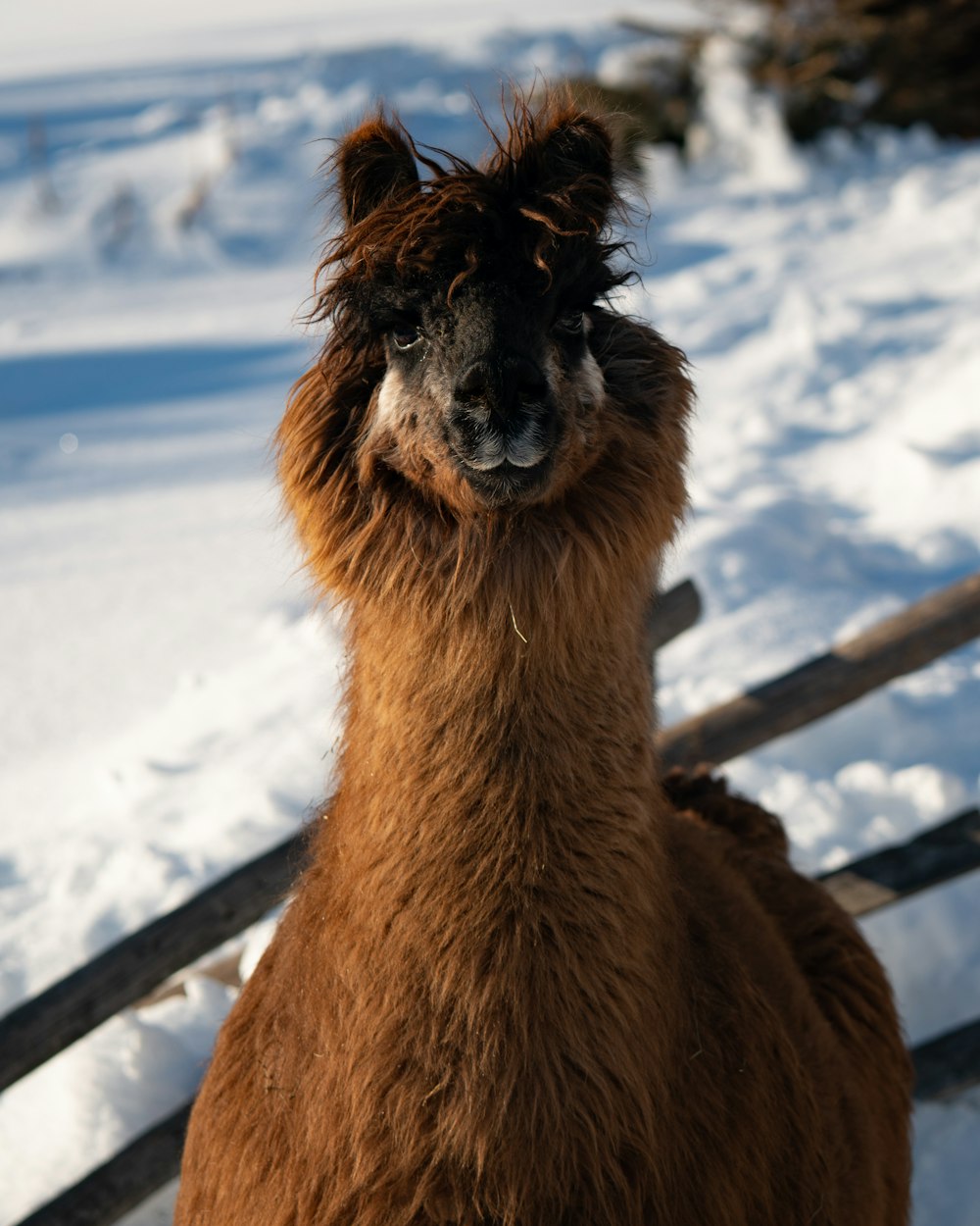 a brown llama standing on top of snow covered ground