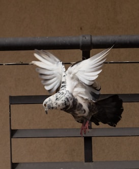 A pigeon with a mixture of white, gray, and black feathers is captured in mid-flight, with its wings spread wide. The bird is perched on a metal railing, which is set against a plain brownish wall in the background.