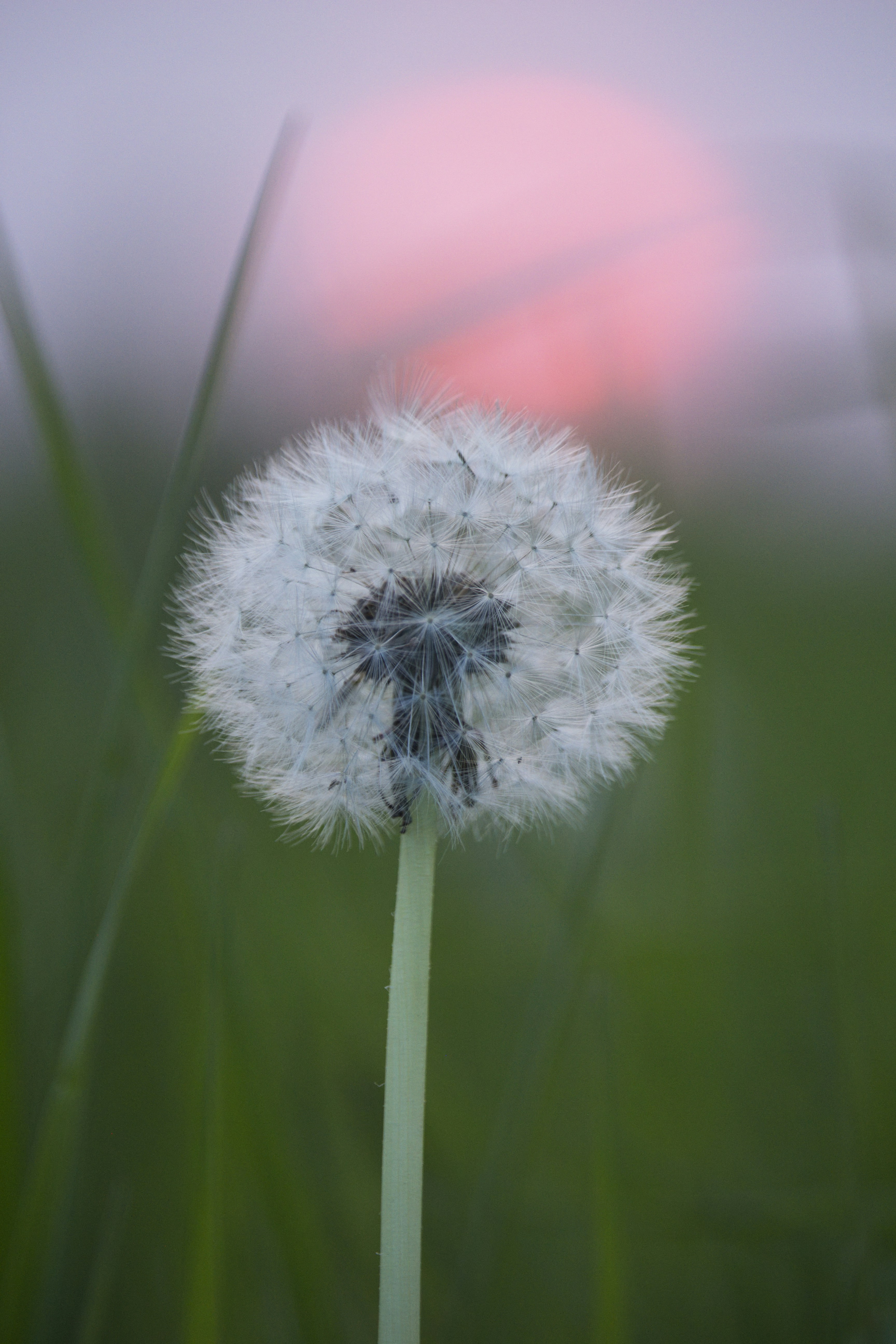 a close up of a dandelion in a field