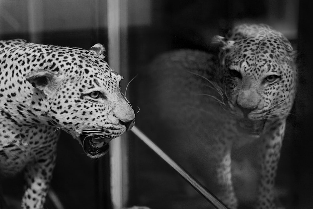 a black and white photo of two cheetah