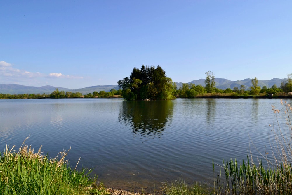 a large body of water surrounded by a forest