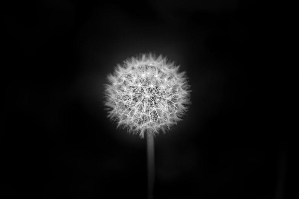 a black and white photo of a dandelion