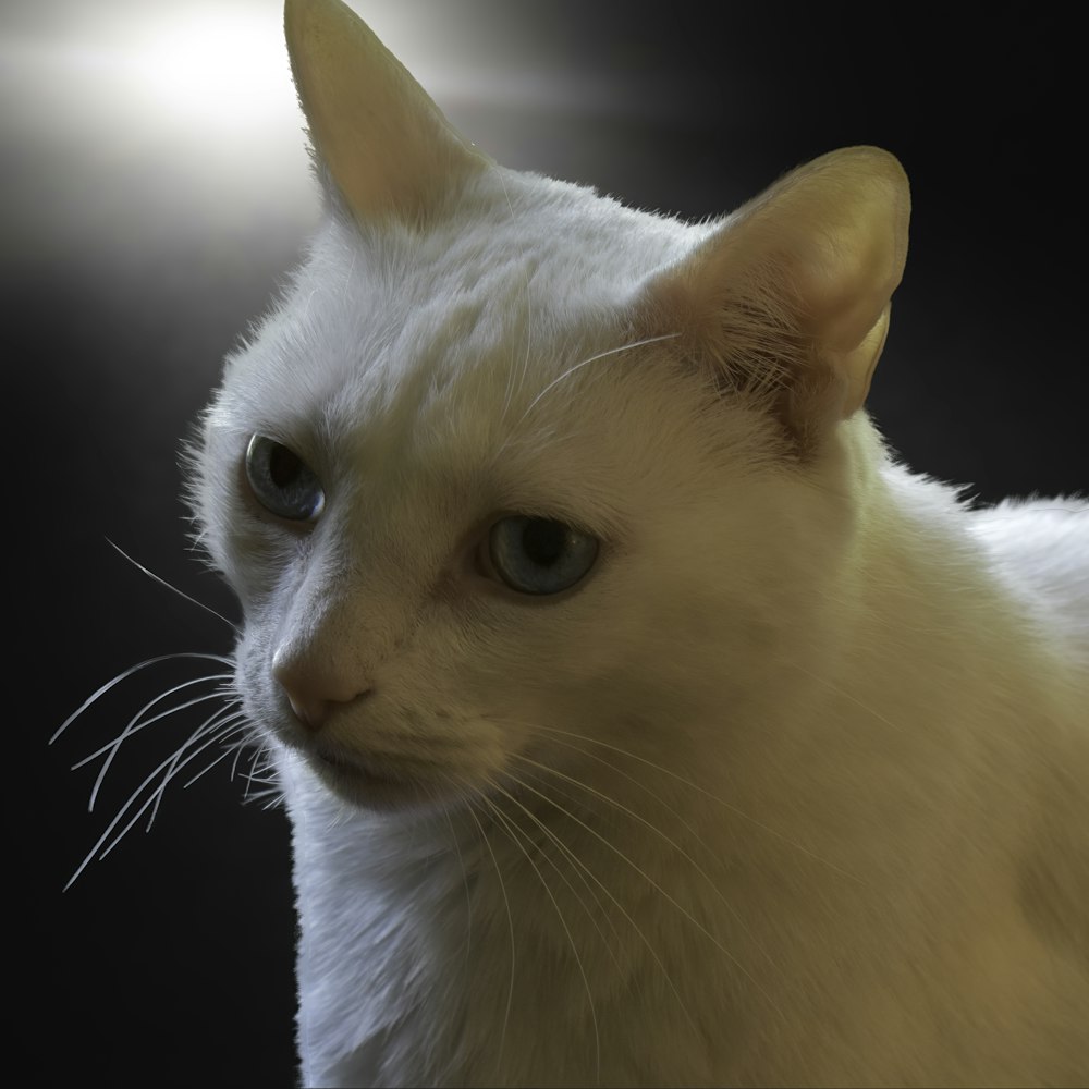 a close up of a white cat with blue eyes