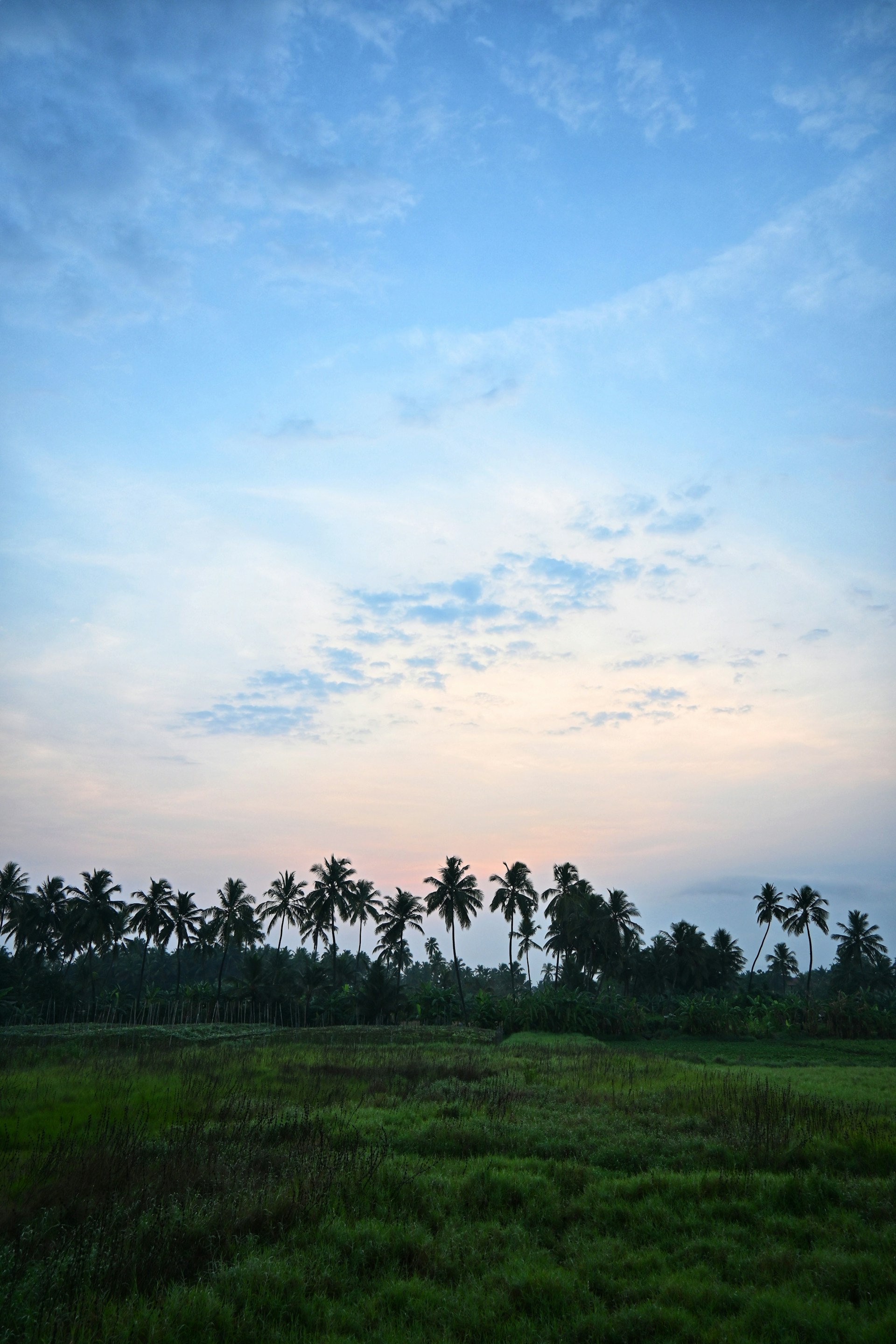 a grassy field with palm trees in the background