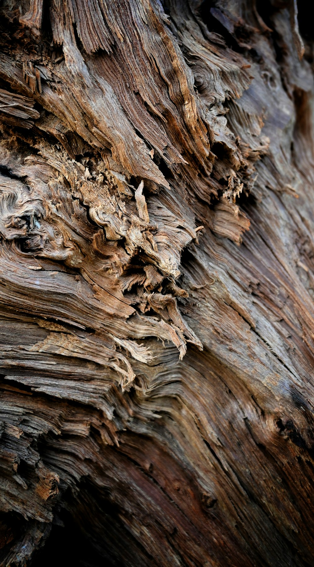 a bird is perched on a tree trunk