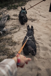 Two black Scottish Terrier dogs are on leashes, walking along a sandy path with patches of grass and a piece of driftwood. A person's hand, wearing a plaid wristband, is holding the leash of the closer dog.