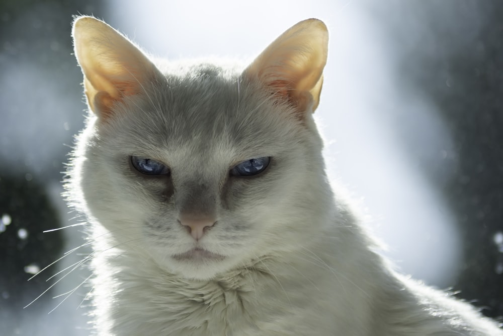 a close up of a cat with blue eyes