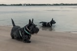 Two Scottish Terrier dogs are at a beach. One is standing on wet sand close to the water's edge wearing a teal harness, while the other is partially submerged in the water. The background includes a calm body of water and a distant shoreline with trees.