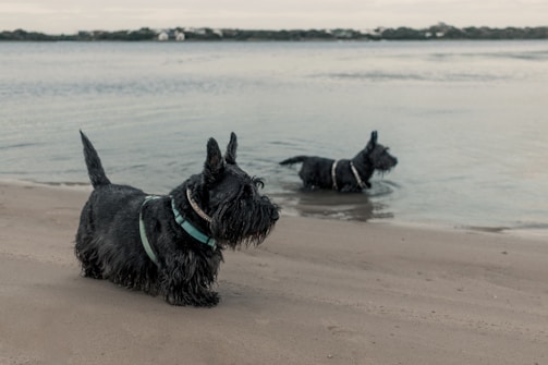 Two Scottish Terrier dogs are at a beach. One is standing on wet sand close to the water's edge wearing a teal harness, while the other is partially submerged in the water. The background includes a calm body of water and a distant shoreline with trees.