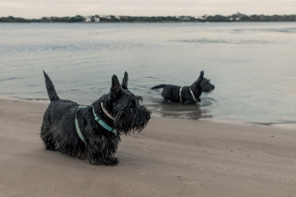 a couple of dogs that are standing in the sand