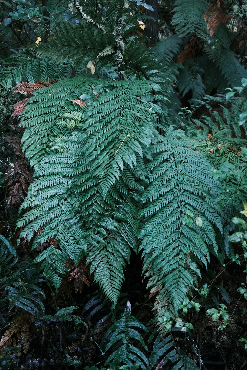 a large green plant in the middle of a forest