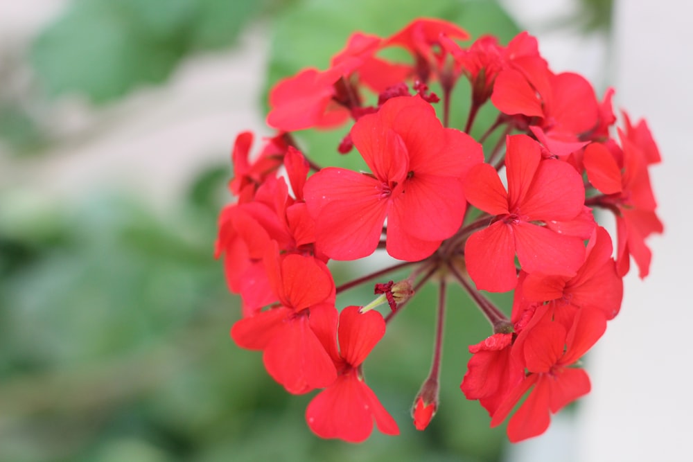 a close up of a red flower with green leaves in the background