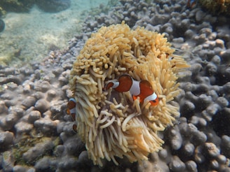 Underwater scene featuring clownfish nestled within sea anemone tentacles. The anemone is surrounded by coral formations, creating a vibrant and lively marine environment.