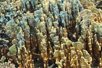 A dense cluster of coral formations with a mix of green and brown hues, exhibiting an intricate, textured landscape. The corals display vertical growth patterns with some variations in height, creating a dynamic visual effect.