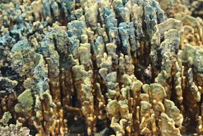 A dense cluster of coral formations with a mix of green and brown hues, exhibiting an intricate, textured landscape. The corals display vertical growth patterns with some variations in height, creating a dynamic visual effect.