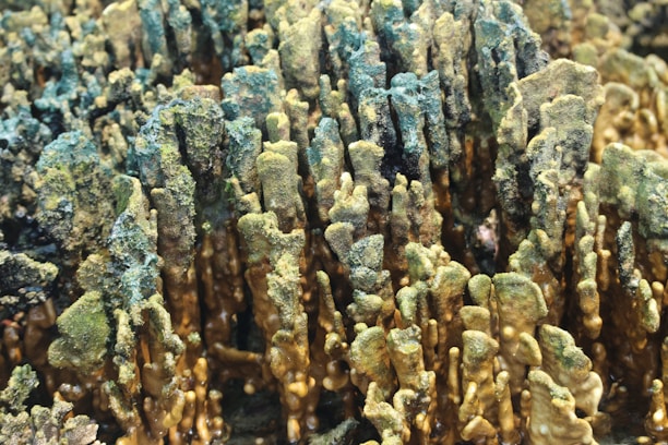A dense cluster of coral formations with a mix of green and brown hues, exhibiting an intricate, textured landscape. The corals display vertical growth patterns with some variations in height, creating a dynamic visual effect.