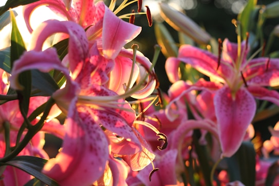 Pink lilies are bathed in warm sunlight, creating a vivid display of colors and textures. The petals have delicate speckles and curve gracefully, while the sunlight casts a golden glow, highlighting their vibrant hues against the contrasting green leaves.
