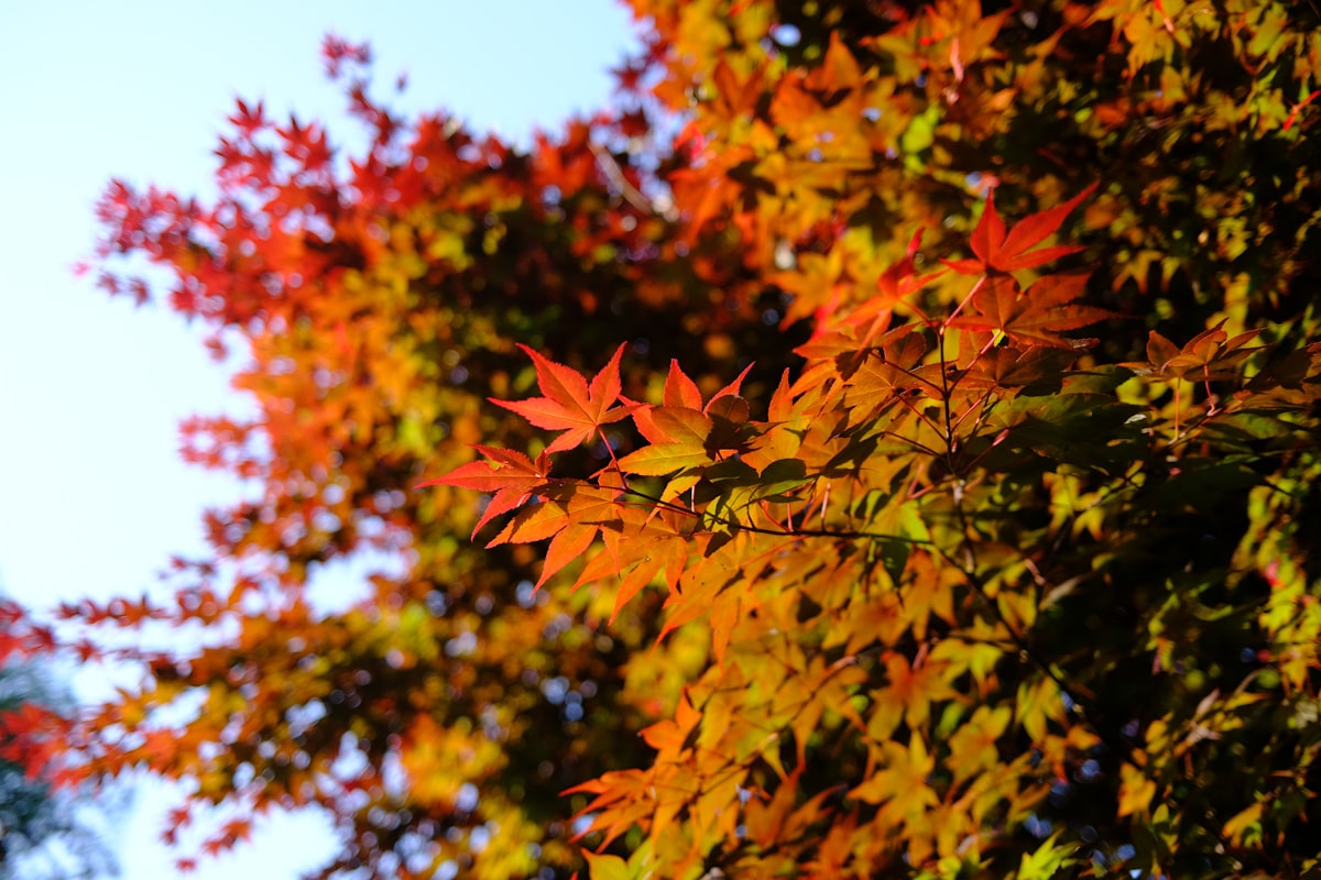 Kanazawa November — warm orange and gold autumn foliage canopy in full peak colour