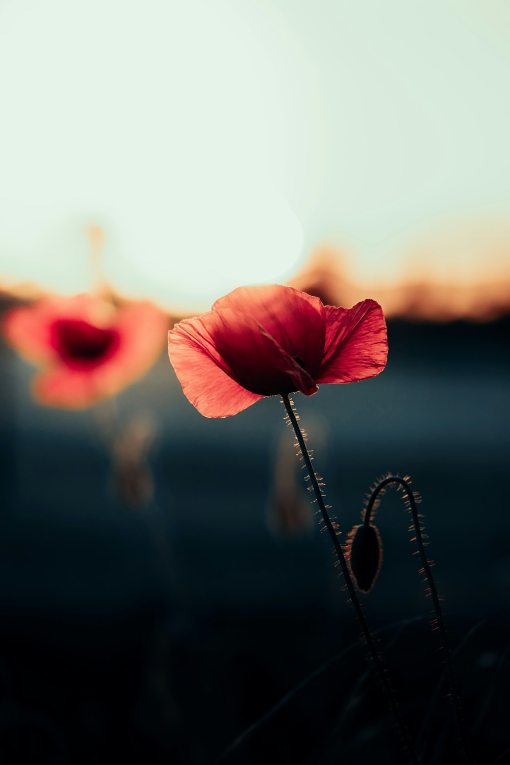 a close up of a flower with a sky background