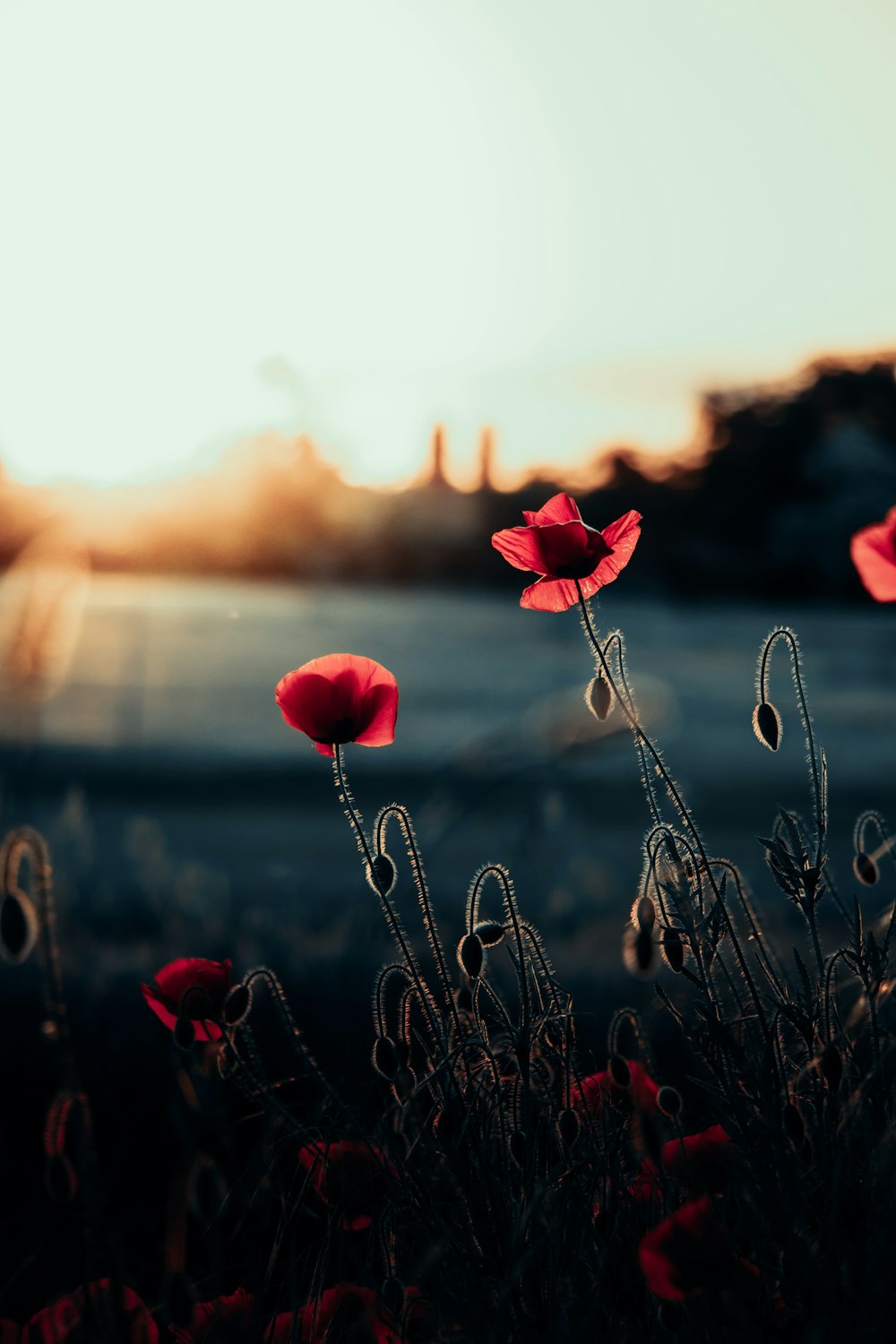 a field of red flowers with the sun in the background