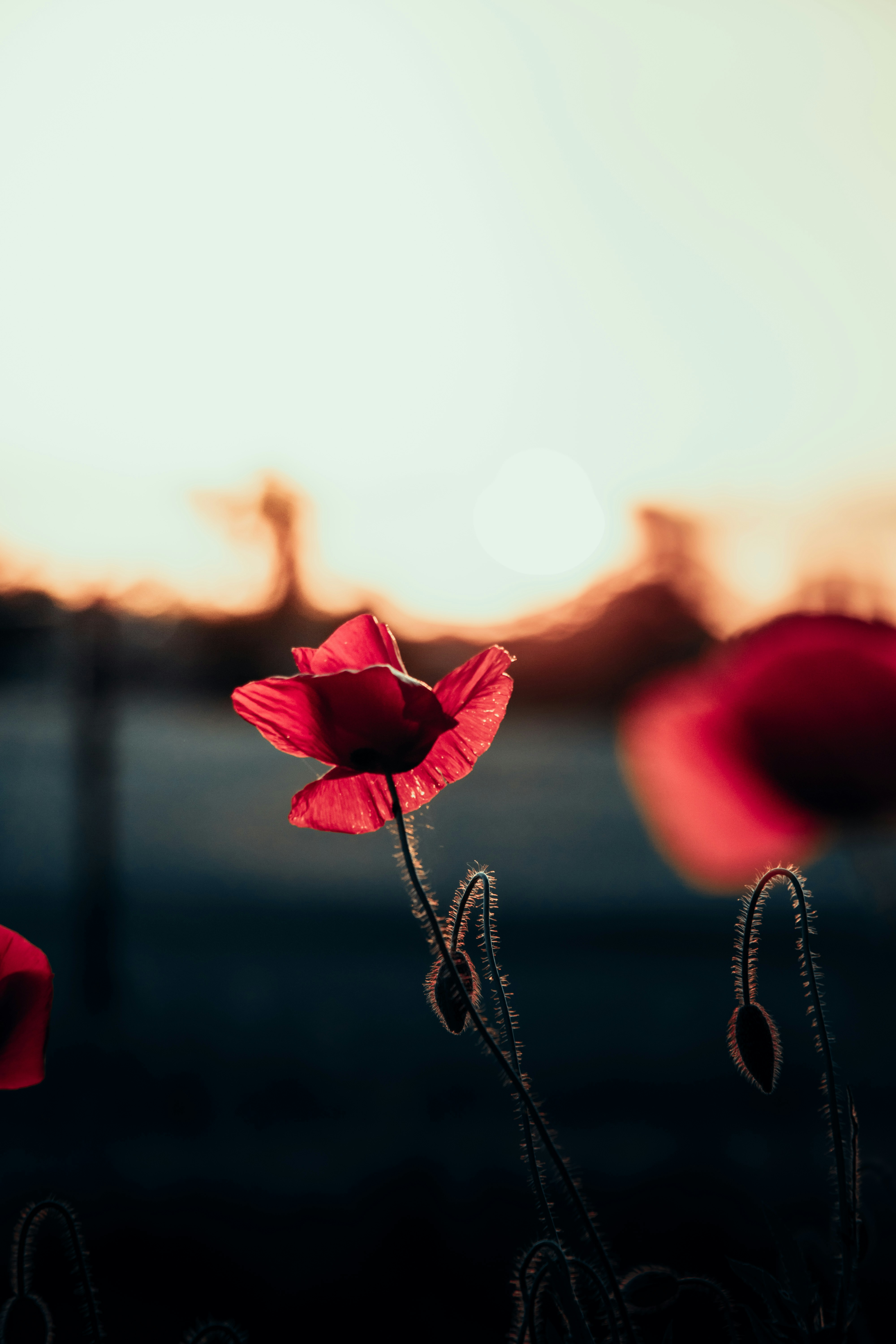 Photo by esmirbilali