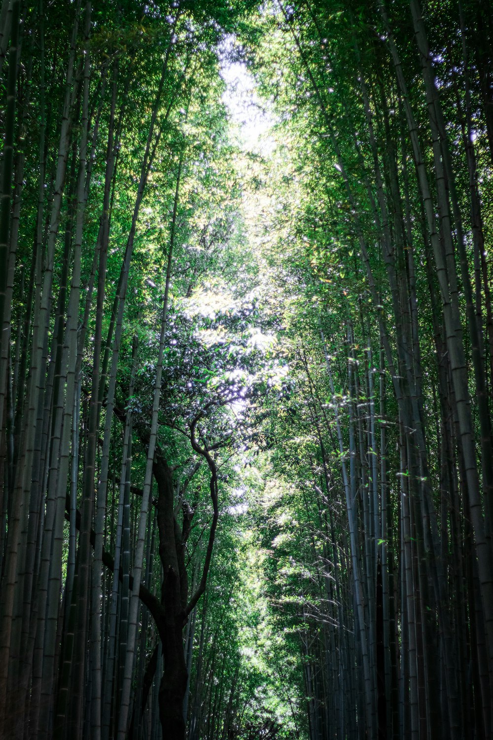 a path through a grove of trees in a forest