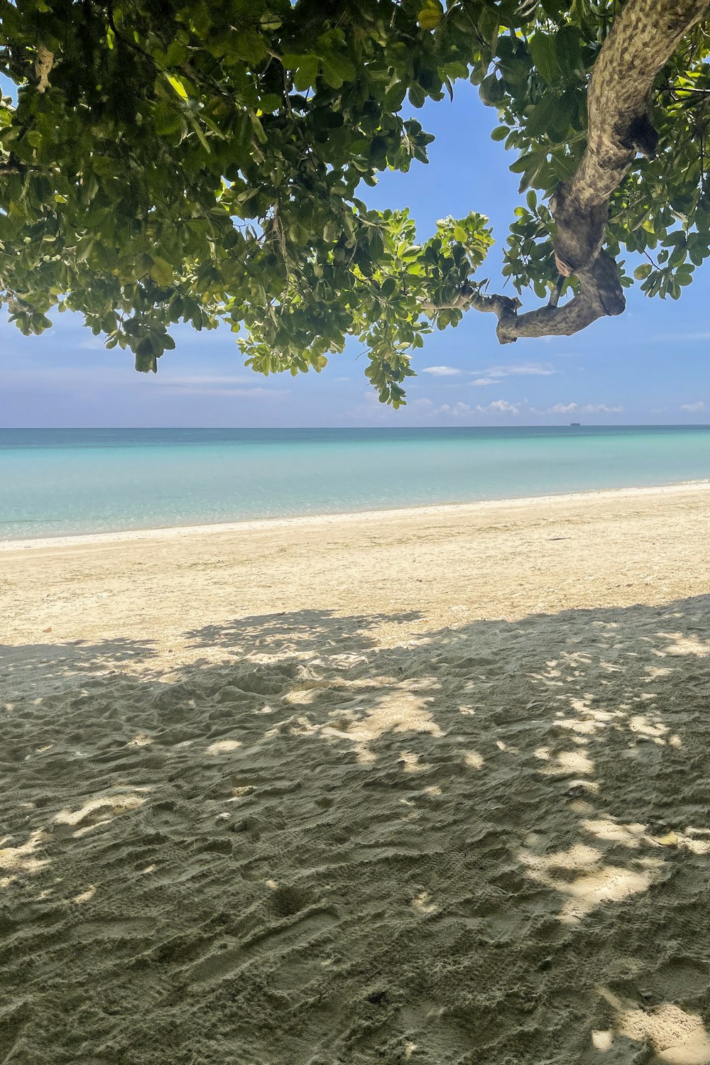 a sandy beach with a tree hanging over it