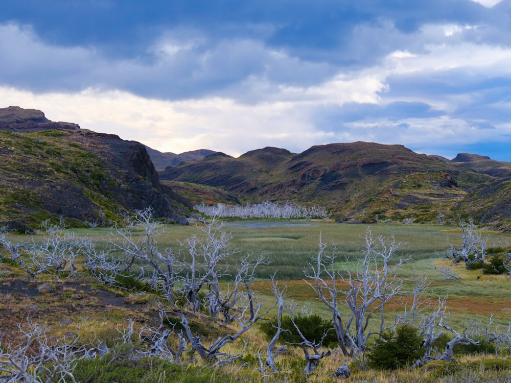 a grassy field with mountains in the background