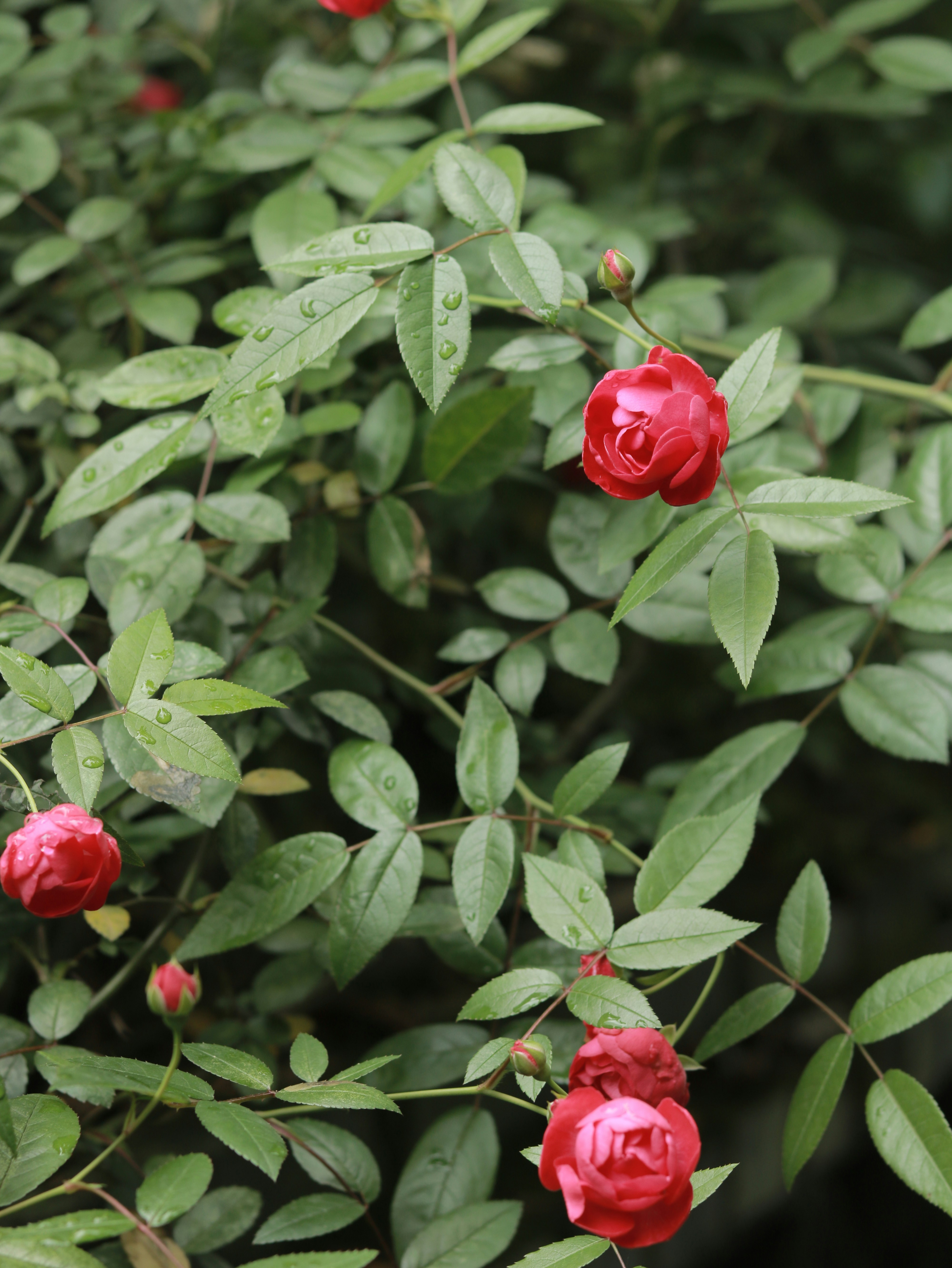 a bush with red flowers and green leaves