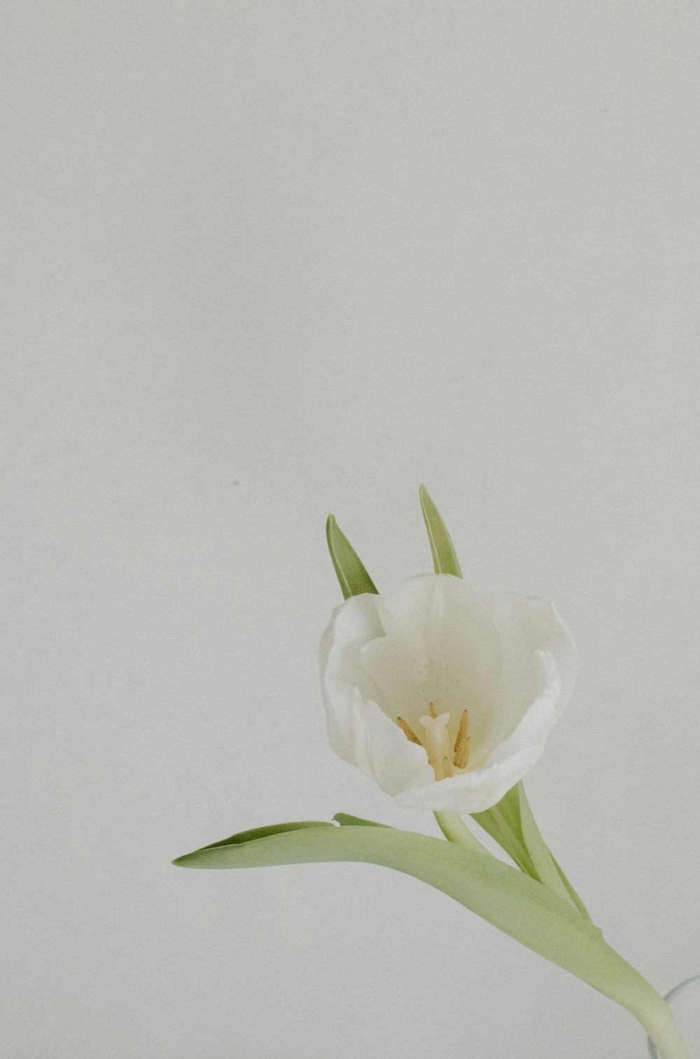 a single white tulip in a glass vase