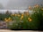 A cluster of vibrant yellow flowers grows abundantly in the foreground, with lush green stems and leaves. In the background, a misty atmosphere envelops what appears to be a greenhouse or polyhouse structure. The ground in the foreground is paved and appears slightly damp.