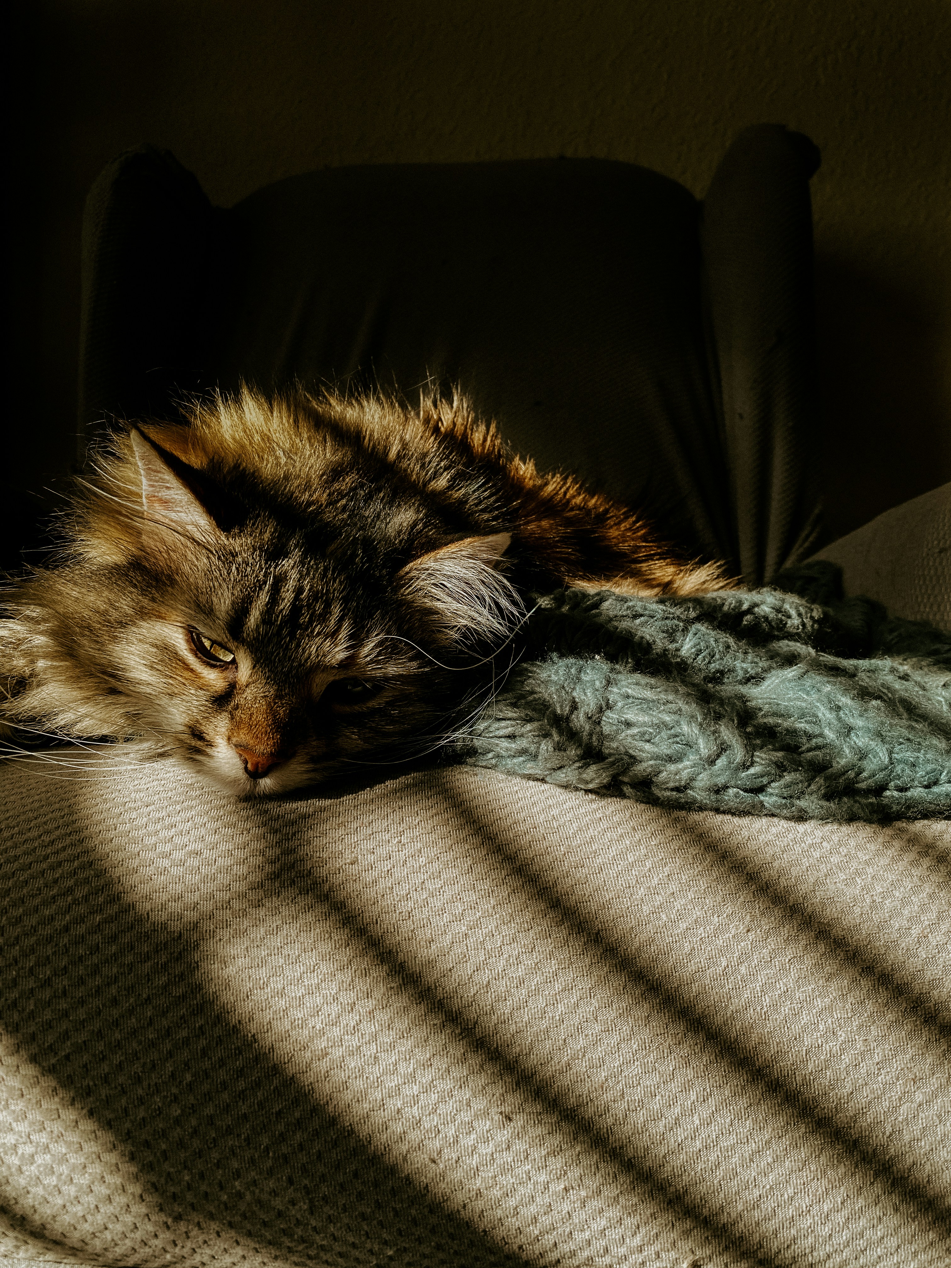 Seeking Out Sunbeams and Favorite Spots (image credits: unsplash)