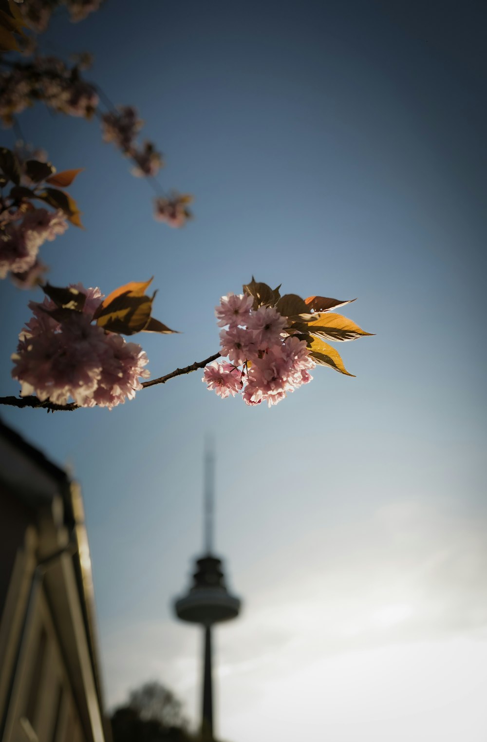 a tree branch with pink flowers in front of a building