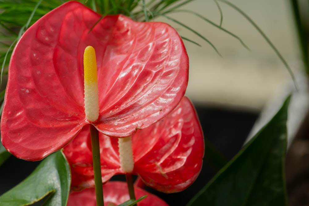 a close up of a red flower with green leaves