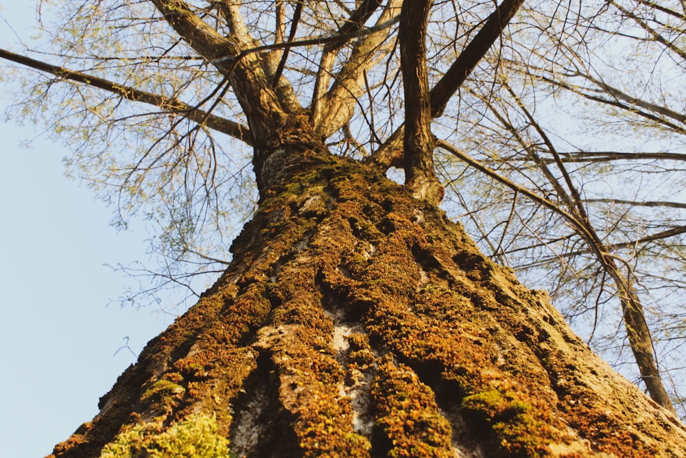 a very tall tree with moss growing on it