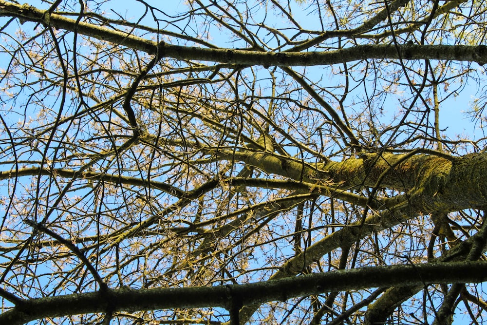 a cat sitting on a branch of a tree