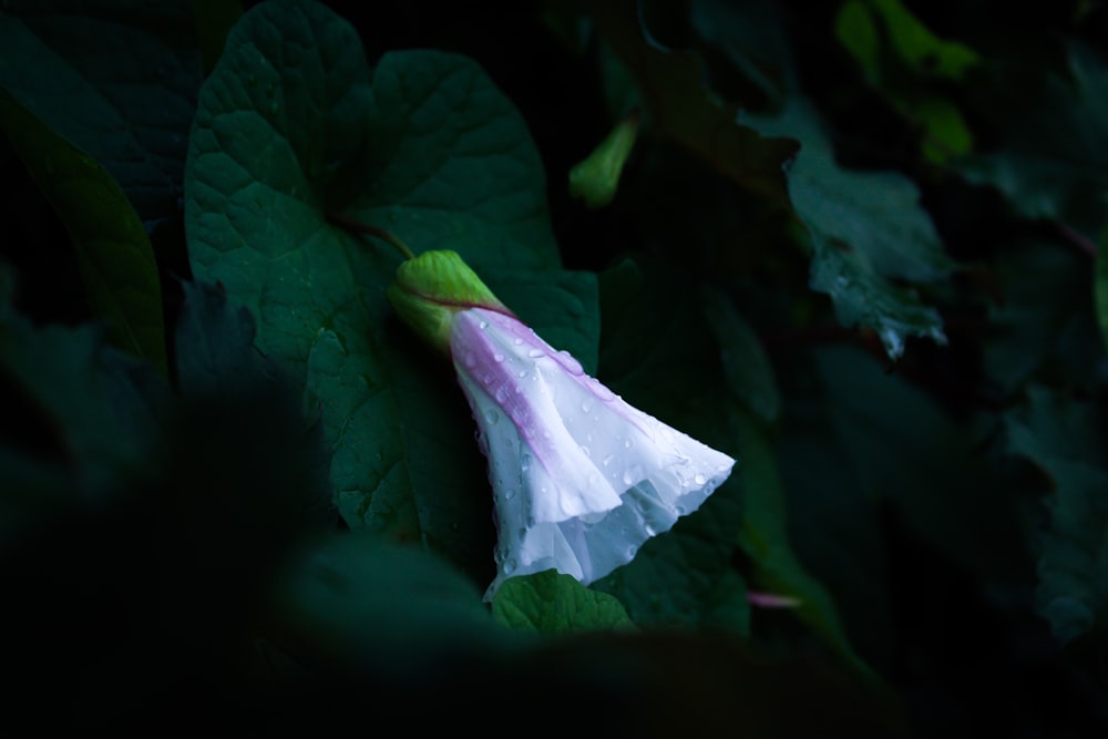 a close up of a flower on a leaf