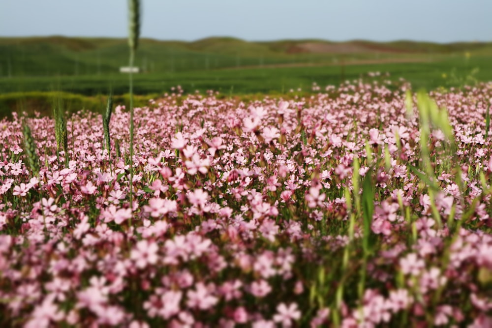 風車を背景にピンクの花でいっぱいの野原