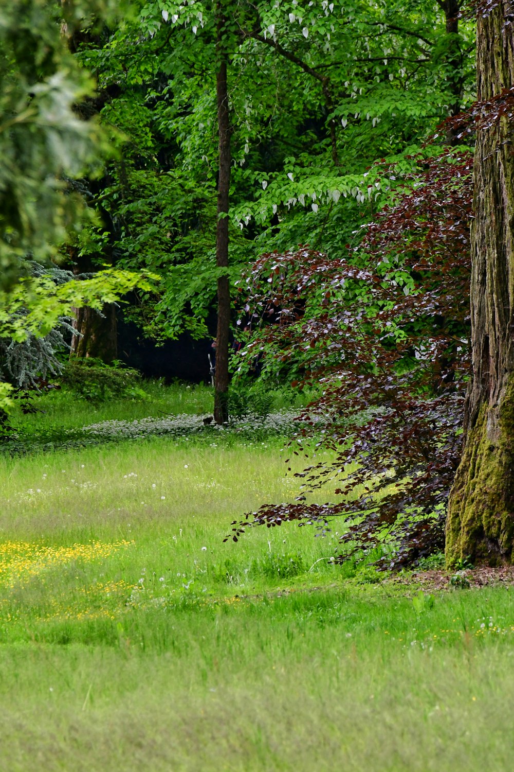 a bench in the middle of a lush green park