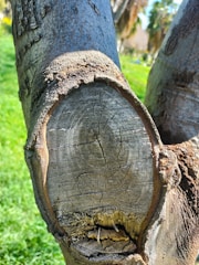 A close-up view of a tree trunk with a clear cross-section exposing the circular rings. The surface appears weathered with visible cracks, suggesting age and natural wear. Surrounding the trunk is a lush green environment, hinting at a sunny day.