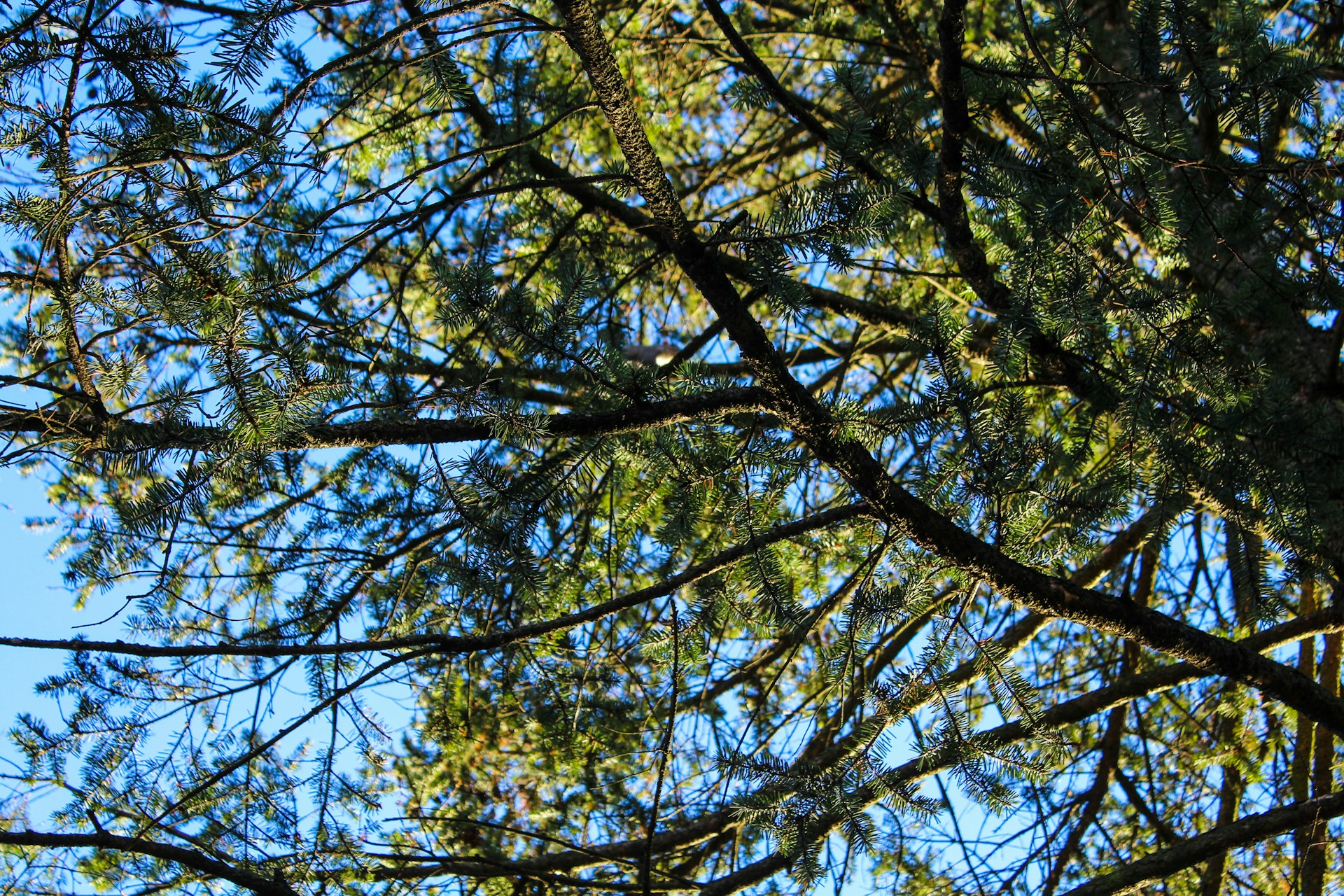 a bird is perched on a branch of a tree