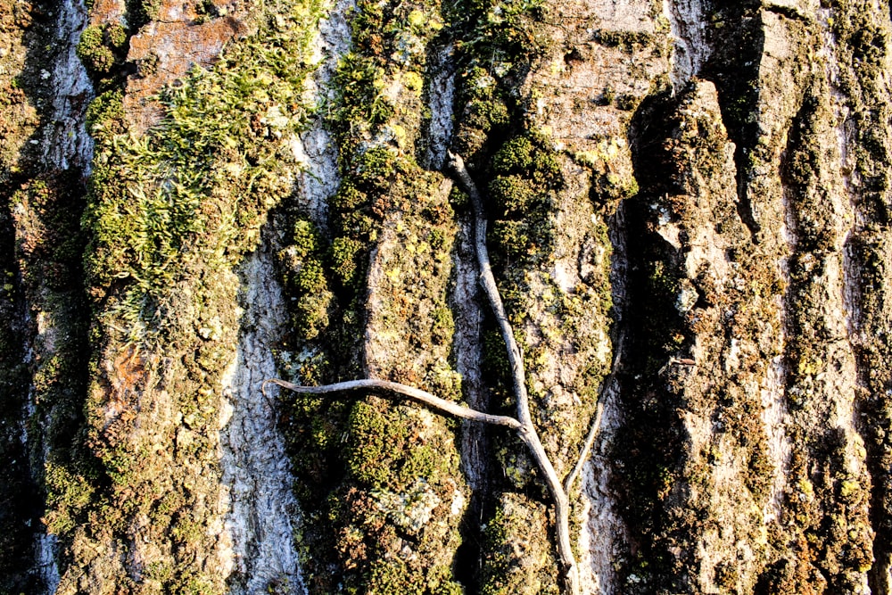 a close up of a tree with moss growing on it