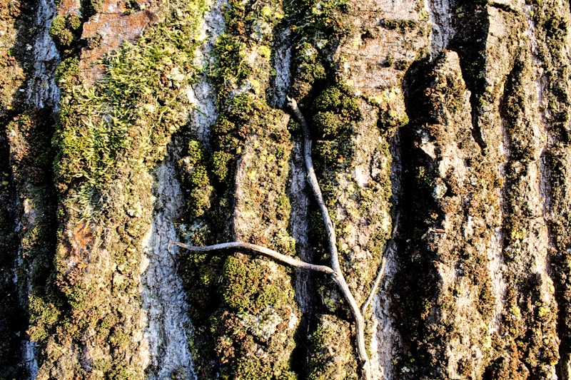 Rooting
