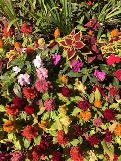 Colorful array of musli, amla, and neem plants growing together in an organic garden.